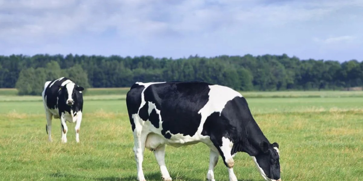 Los ganaderos podrían reclamar 1.200 millones por el cártel de la leche